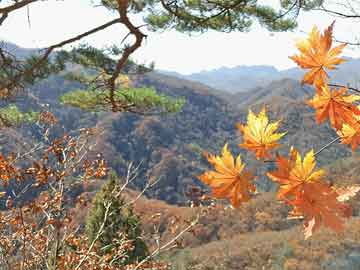 拆穿:大三巴一肖一码一特一中虎归山4.24618c：猴、虎、牛、马，澳门管家婆100准谜语,澳门一肖一马一中预测,创新释义、专家解析解释与落实​-谨防欺诈的假套路